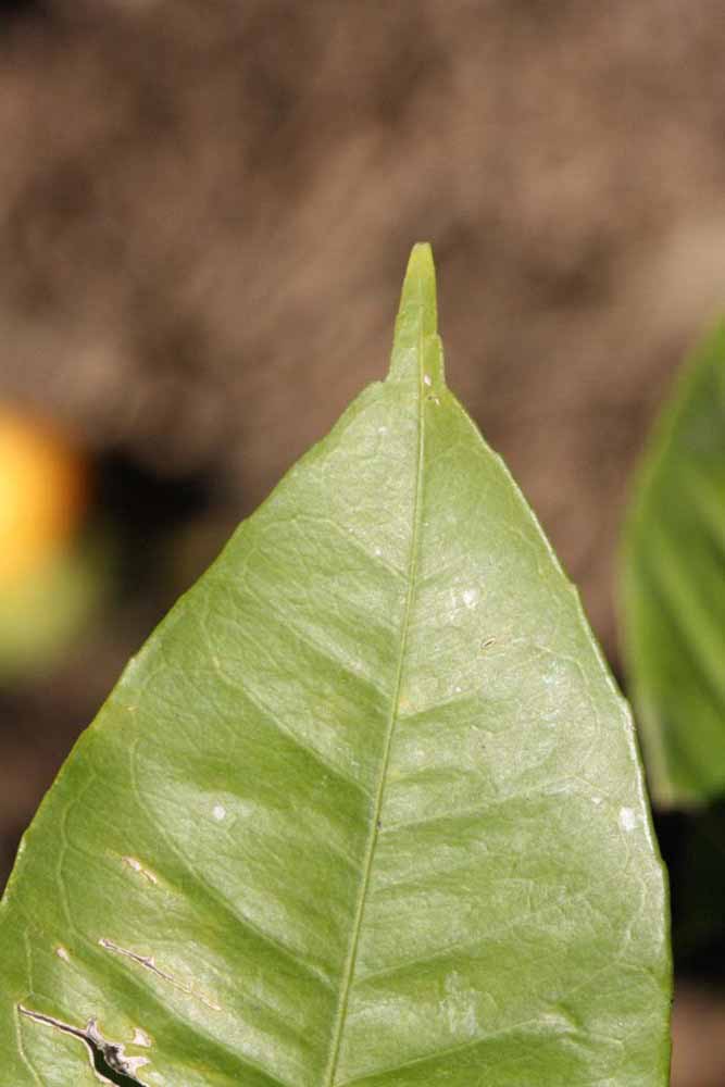              Margin (Riverside, CA)       